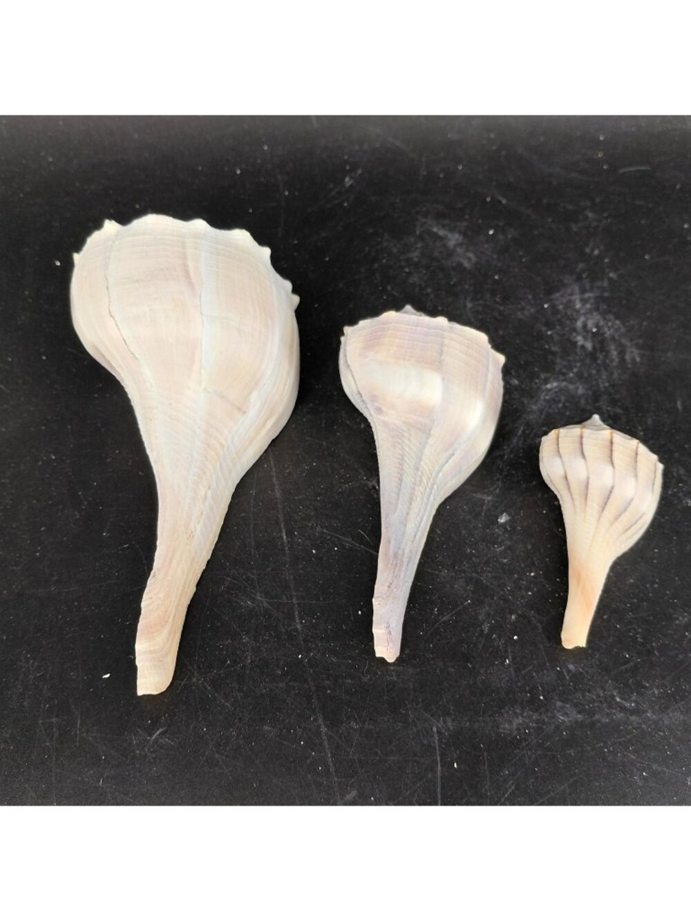 Natural Cut Whelk Sea Shells Lot 3 Coastal Beach Nautical Decor Craft Home 3"-6"